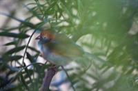 Red-cheeked Cordon-blue
