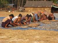 The women sorting the fish